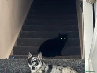 Chihuahua dogs Proven Chihuahua Stud – Simba (Experienced) - Advert 1