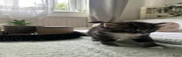Mixed Breed cats for sale:  Beautiful Kittens Looking for a Forever Homes 🐾 - Advert 10
