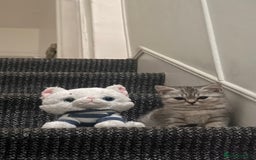 British Shorthair cats for sale: Pure British Shorthair Kittens  - Image 2