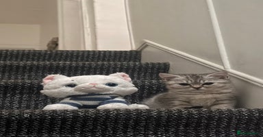 British Shorthair cats - Advert 2