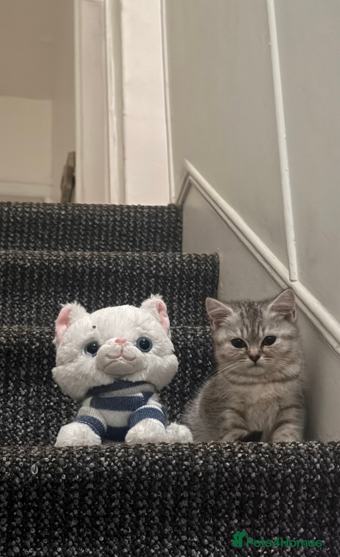 British Shorthair cats for sale: Pure British Shorthair Kittens  - Image 2