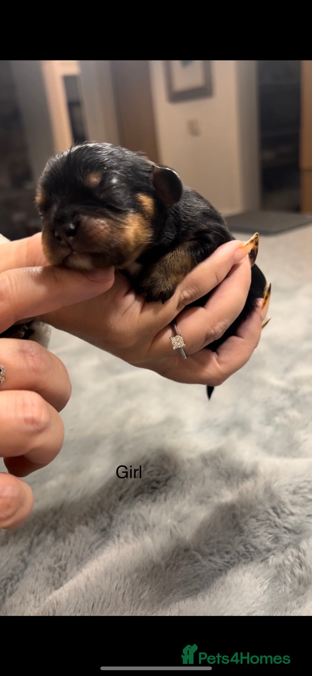 Cavalier King Charles Spaniel dogs for sale: Chocolate Kc reg cavalier King Charles - Advert 33