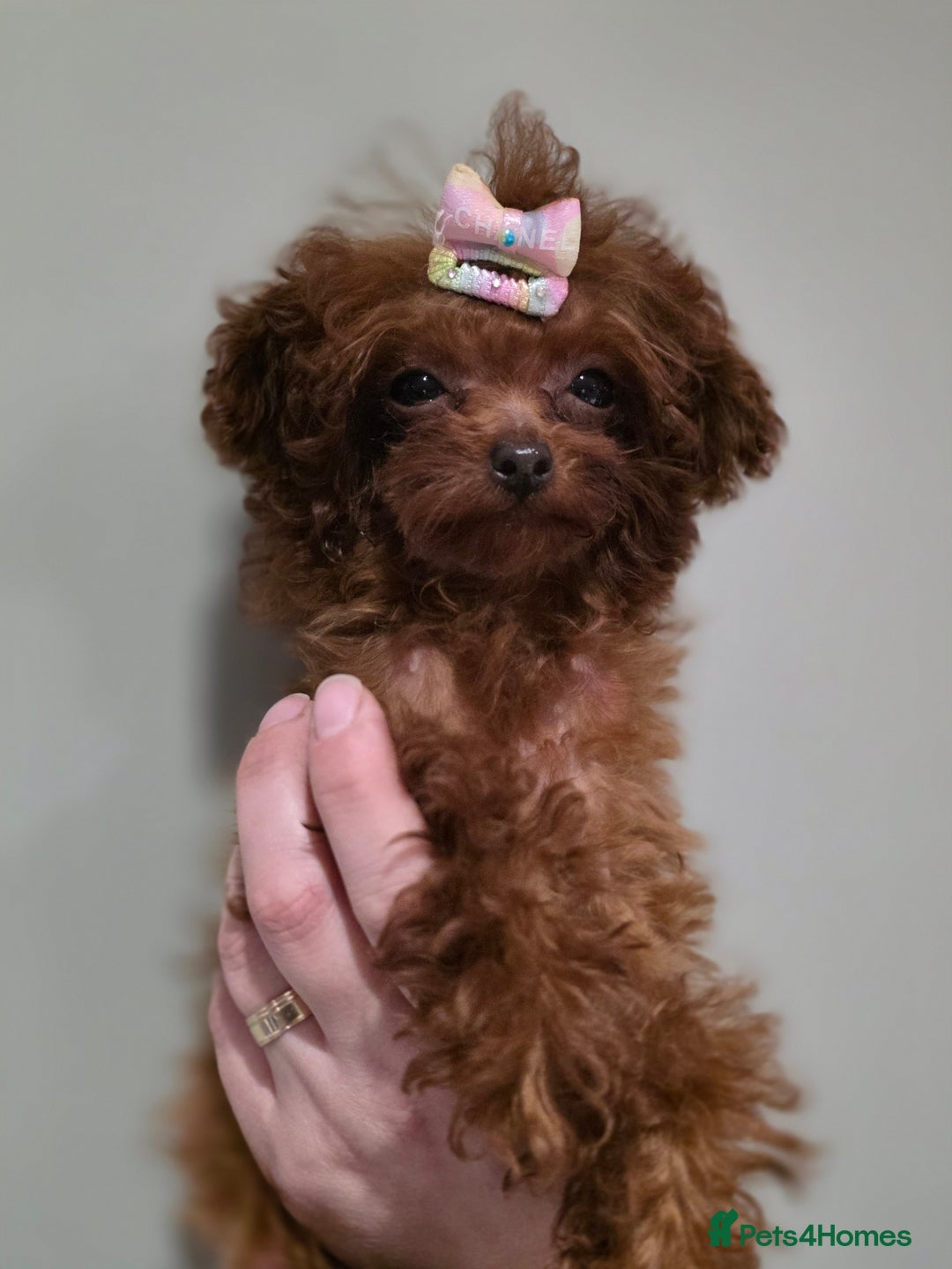Toy Poodle dogs for sale: Full Asian girl - Advert 4