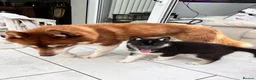 Siberian Husky dogs for sale: Siberian husky pure breed  - Advert 4