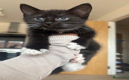 British Shorthair cats for sale: Kittens for sale  - Image 1