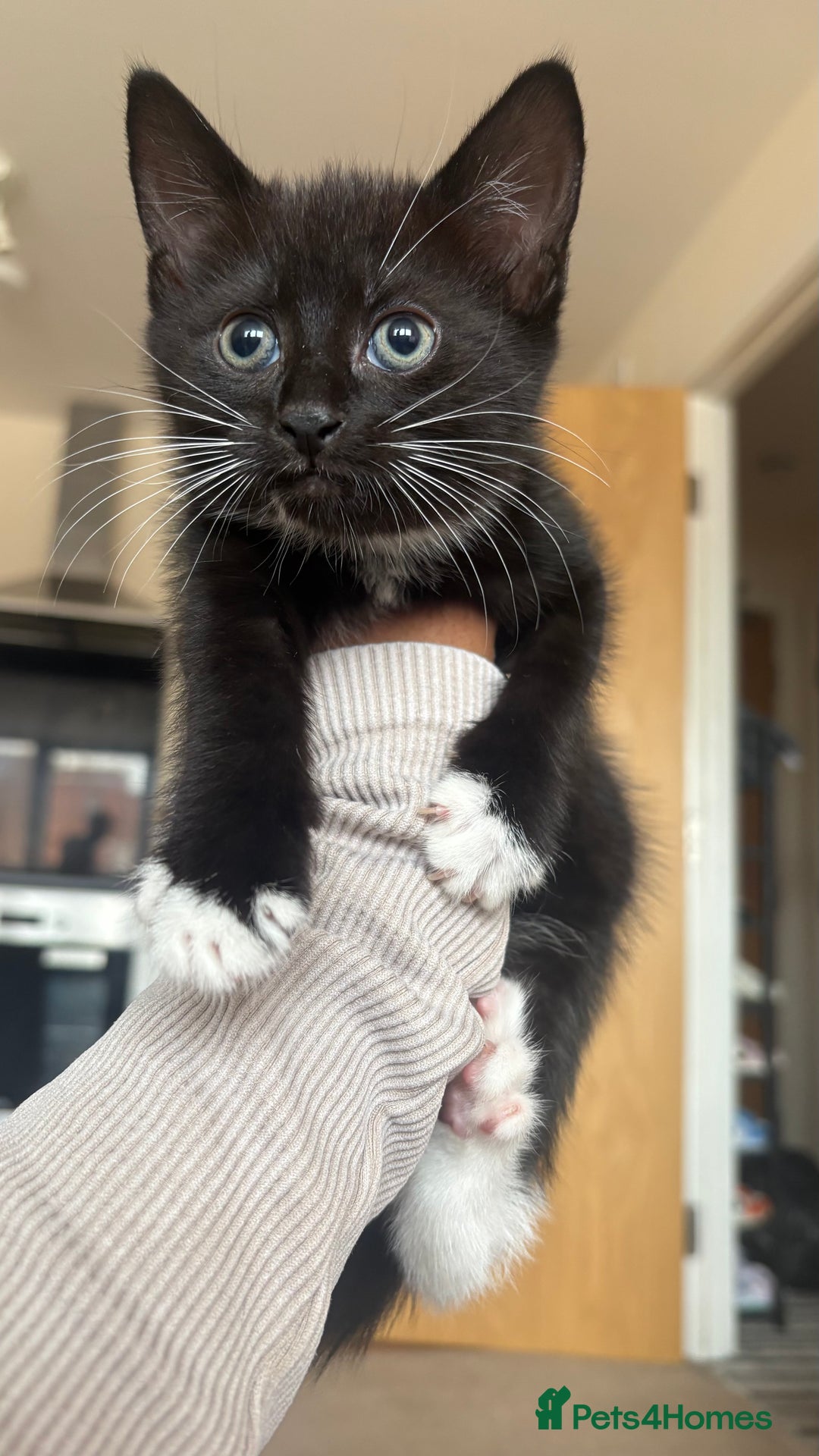 British Shorthair cats for sale: Kittens for sale  - Image 1