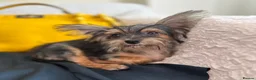 Yorkshire Terrier dogs for sale: Adorable Yorkie Puppies (carriers of Choco gene) - Advert 5