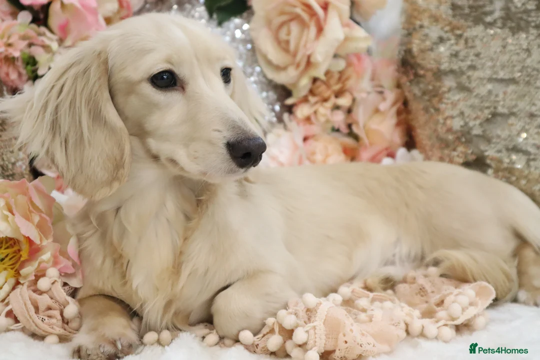 Miniature Dachshund dogs for sale: KC Longhair Miniature Dachshund Puppies - Advert 2