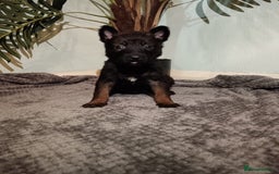 Belgian Shepherd Dog dogs for sale: Stunning Belgian Mali Pups - Image 17