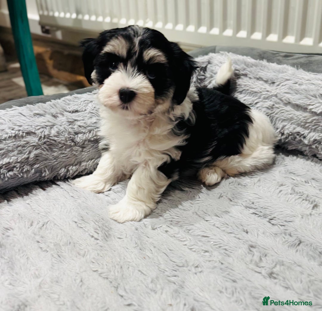 Havanese dogs for sale: 3 Beautiful Havanese Pedigree Puppies - Image 15