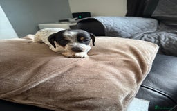 Mixed Breed dogs for sale: Doxiepoo 3/4 Daschund and 1/4 poodle - Advert 5