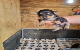 Jack Russell dogs for sale: Black and tan jack Russell puppies  - Image 2