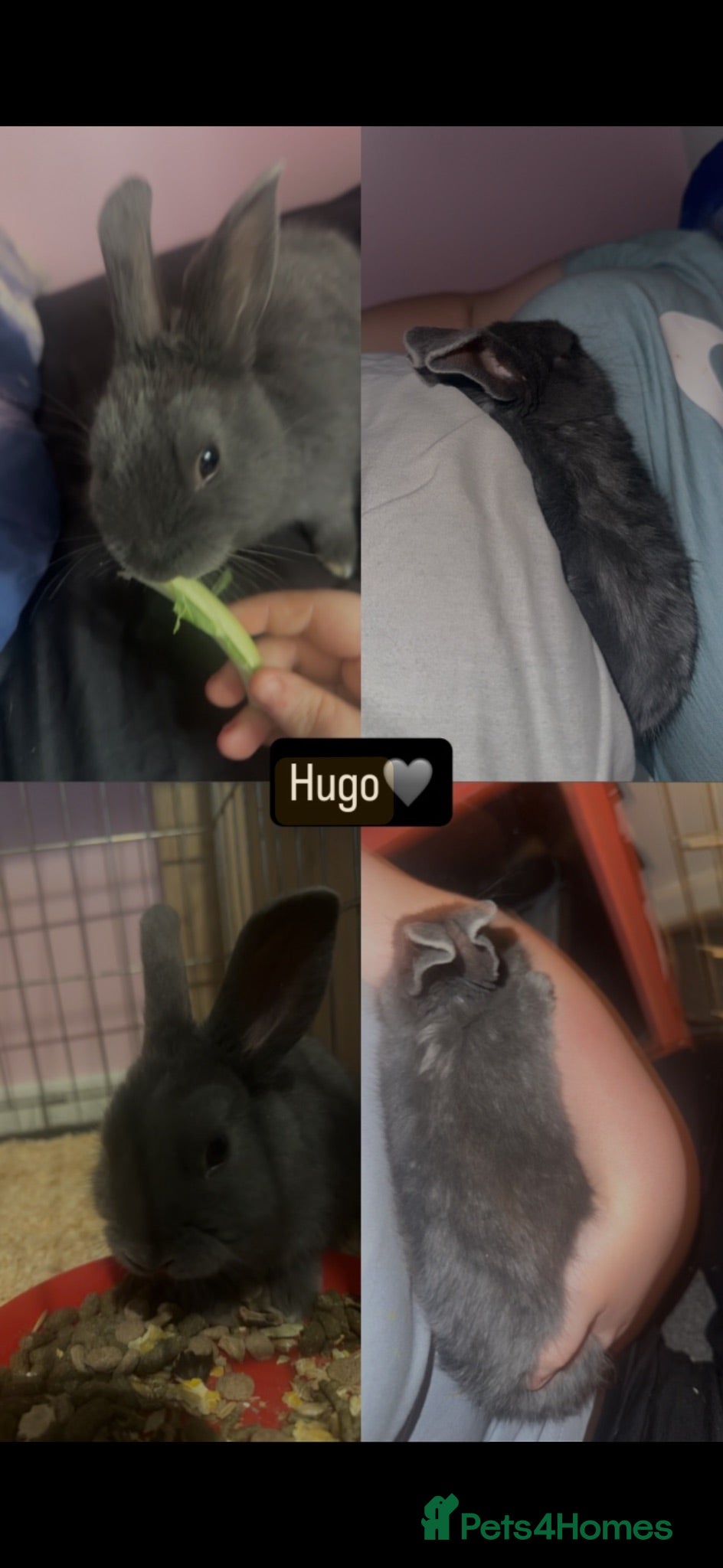 Mixed Breed rabbits Multiple rabbits (see description for info) - Advert 1