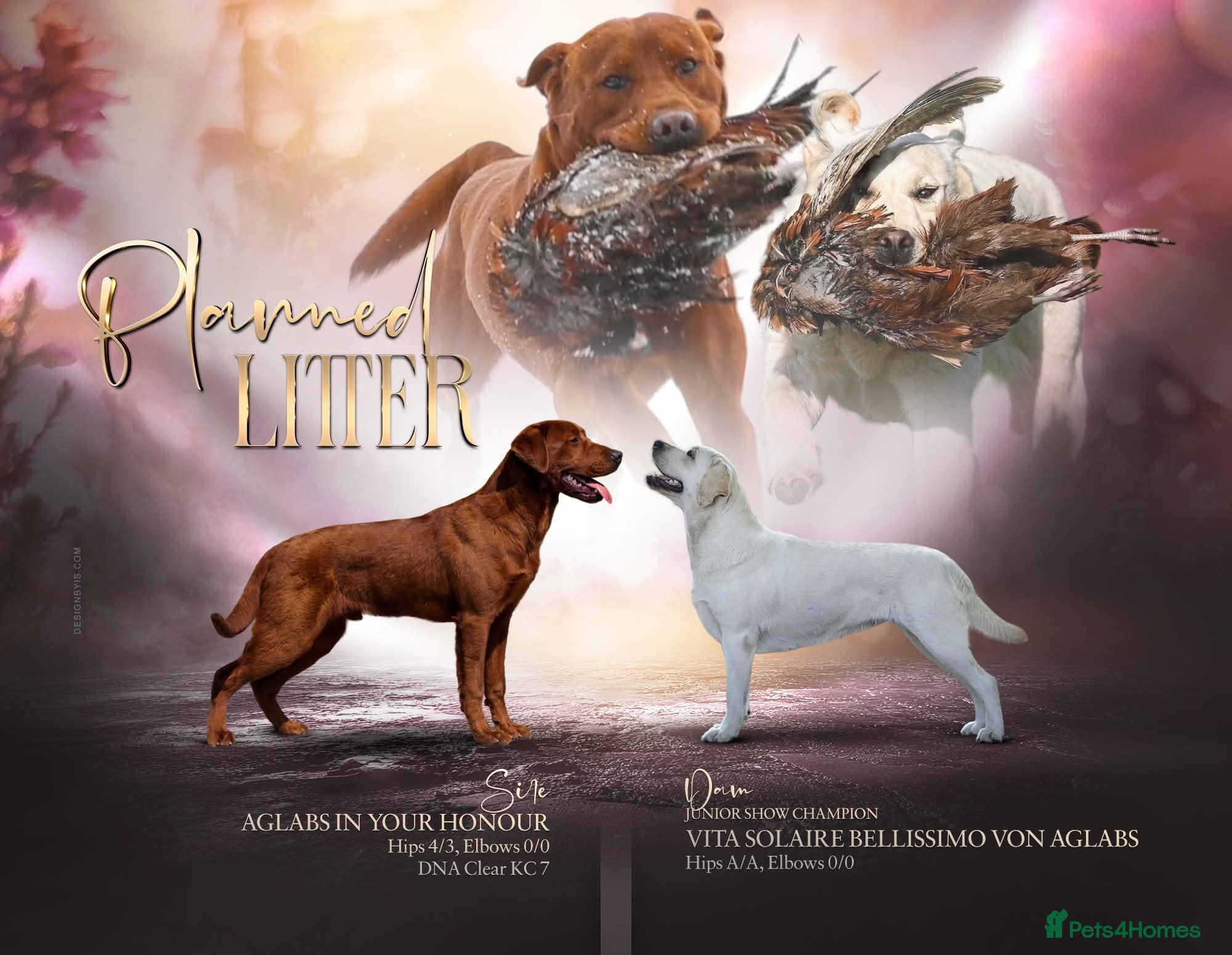 Labrador Retriever dogs Exceptional Stunning Labrador Puppies  - Advert 1