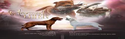 Labrador Retriever dogs for sale: Exceptional Stunning Labrador Puppies  in Wrexham - Advert 1