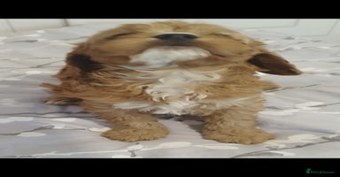 Cavapoo dogs - Advert 4