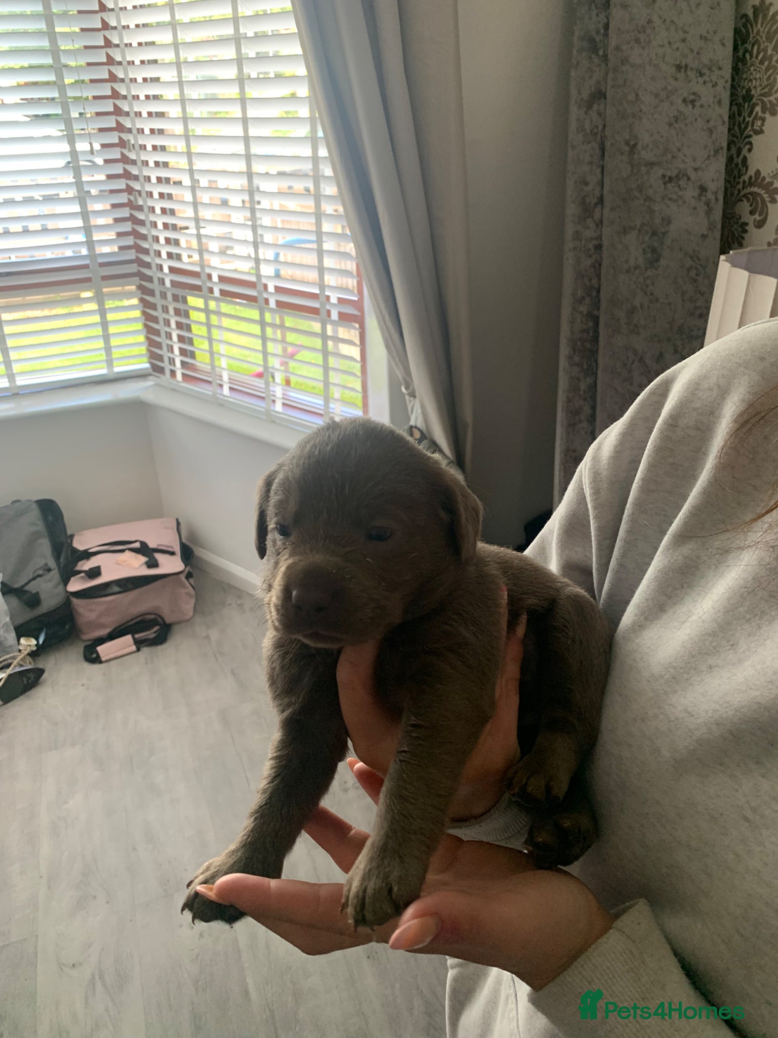 Labrador Retriever dogs for sale: Silver Labrador puppies  in Carlisle - Advert 4