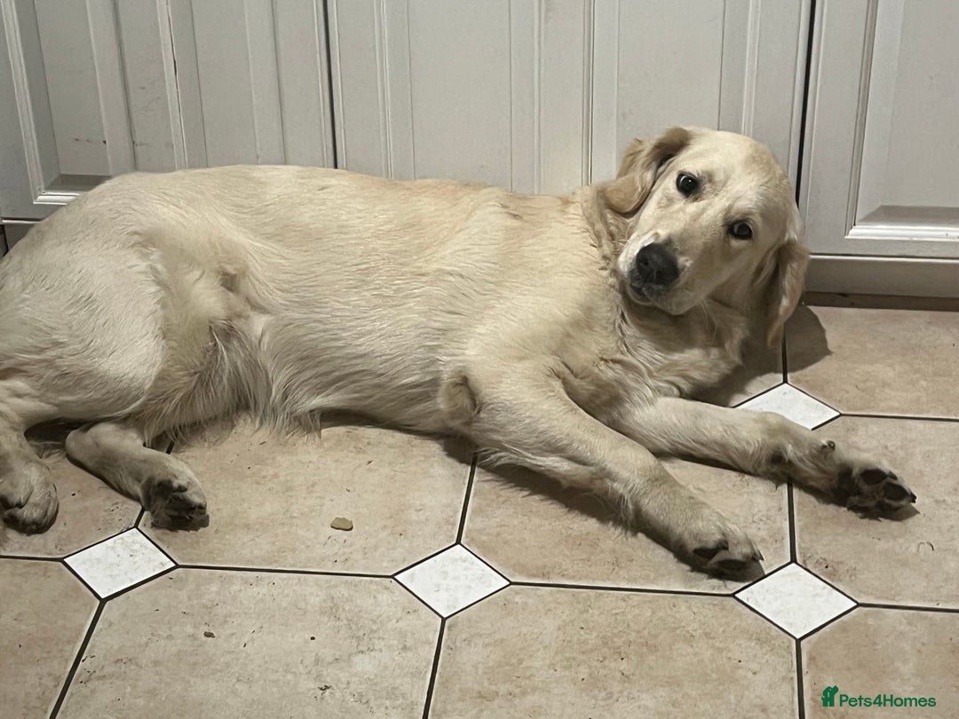 Golden Retriever dogs for sale: Daisy – Affectionate Golden Retriever puppy girl - Advert 2