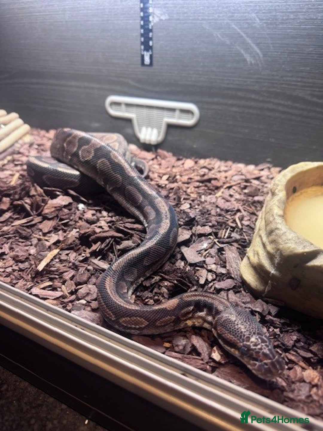 Python Snake reptiles for sale: Royal Python - Advert 1