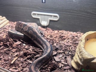 Python Snake reptiles Royal Python - Advert 1