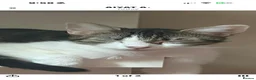 Domestic Shorthair cats for sale: Male and female cat (can be sold separate) - Advert 7