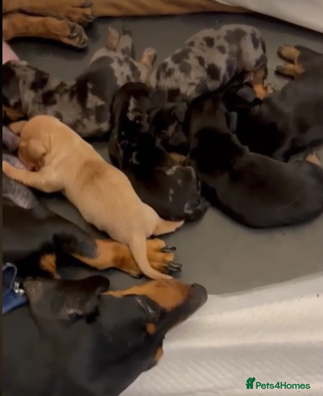 Dachshund dogs for stud: Mini Smooth KCReg Silver Dapple Health Tested Stud in Irvine - Advert 20