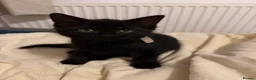 Mixed Breed cats for sale: 5 Beautiful Black Mixed Breed Kittens - Advert 19