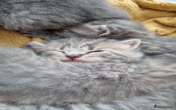 British Shorthair cats for sale: Blue & stripy, boys & girls ava British shorthairs in Eastbourne - Image 37