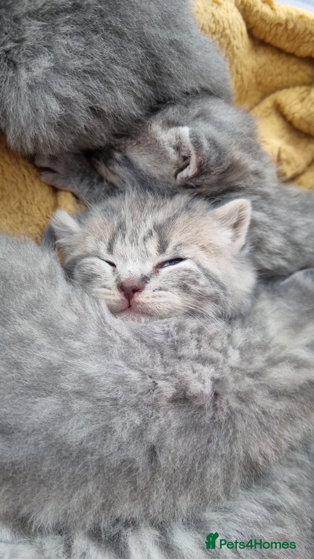British Shorthair cats for sale: Blue & stripy, boys & girls ava British shorthairs in Eastbourne - Image 37