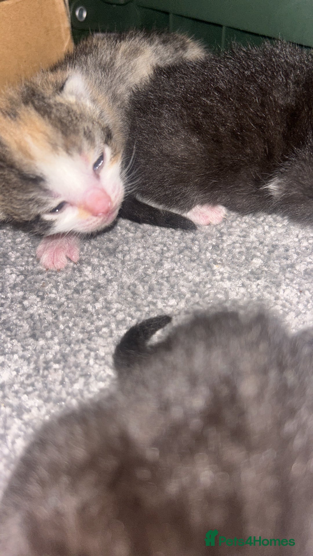 British Shorthair cats for sale: Beautiful kittens  - Image 8