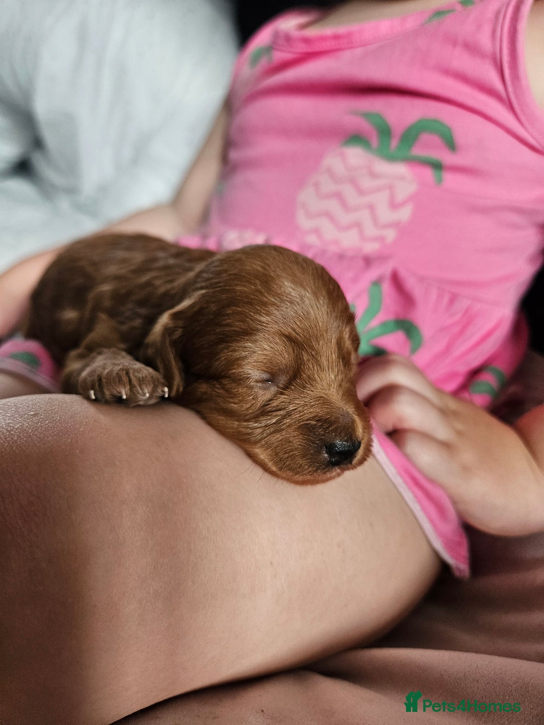 Maltipoo dogs for sale: Stunning Maltipoo Puppies ❤️  - Image 21