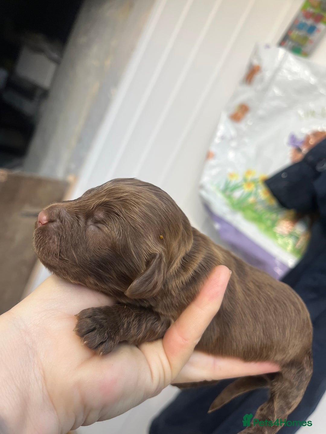 Cockapoo dogs for sale: Beautiful f2 cockapoos - Image 5