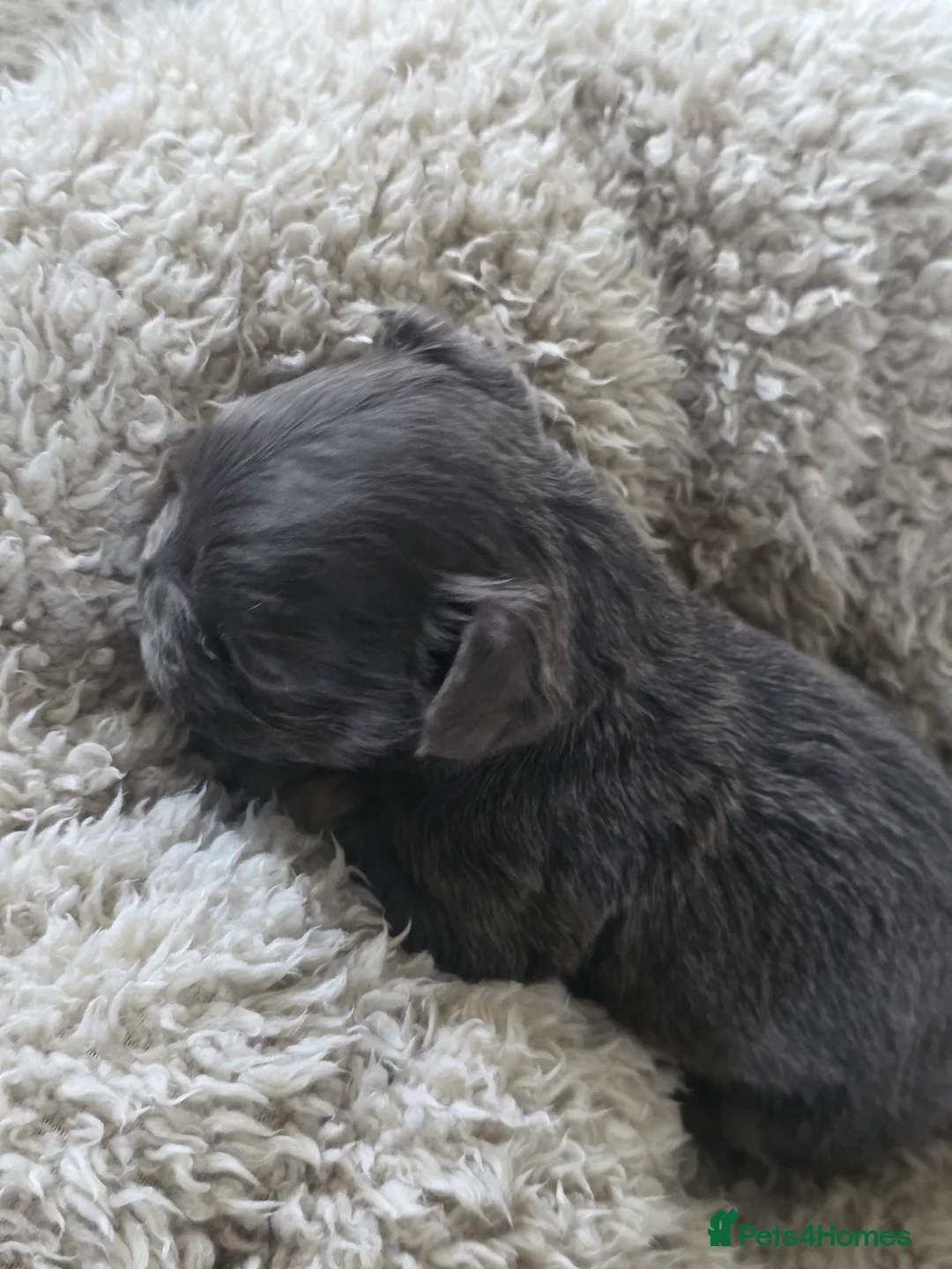 French Bulldog dogs for sale: French Bulldog (4 visual Fluffys) - Advert 15
