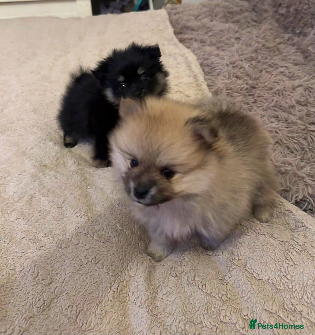 Pomeranian dogs for sale: Pomeranian puppy’s for sale - Advert 8