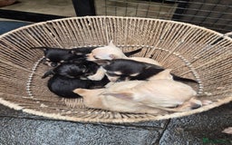 Chihuahua dogs for sale: Chihuahua puppies  - Image 17