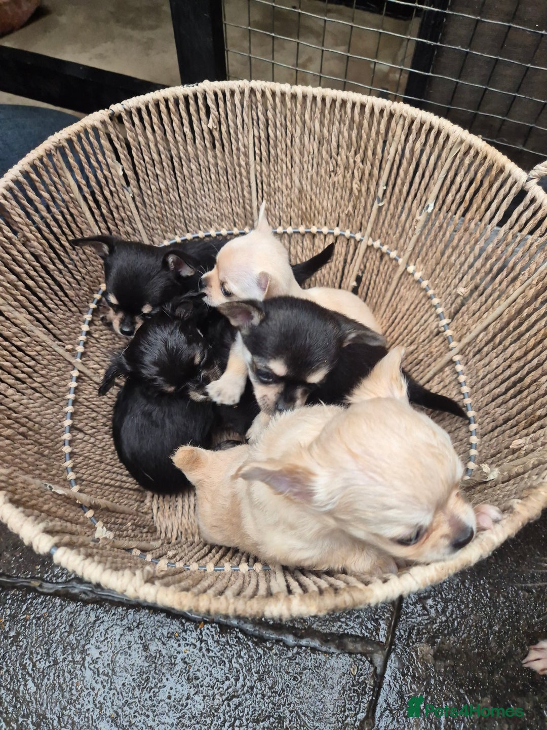 Chihuahua dogs for sale: Chihuahua puppies  - Image 17
