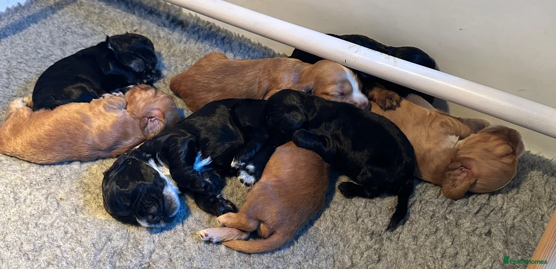 Cocker Spaniel dogs for sale: Show type cocker spaniels  - Advert 2