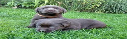 Labrador Retriever dogs for sale: Chocolate Labradors Puppies,Health Tested Parents  - Advert 10