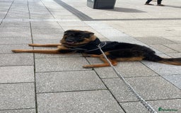 German Shepherd dogs for sale: German shepherd for sale  - Image 2
