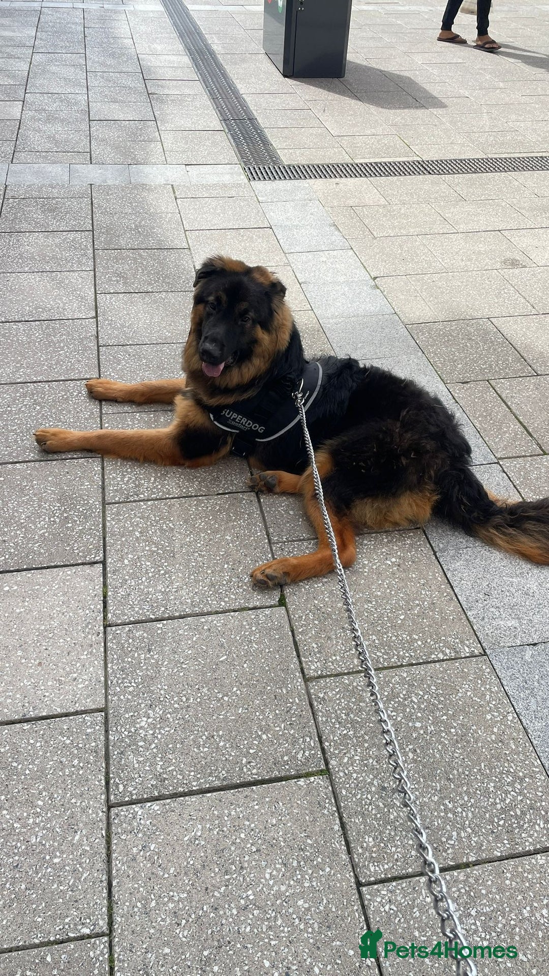German Shepherd dogs for sale: German shepherd for sale  - Image 2