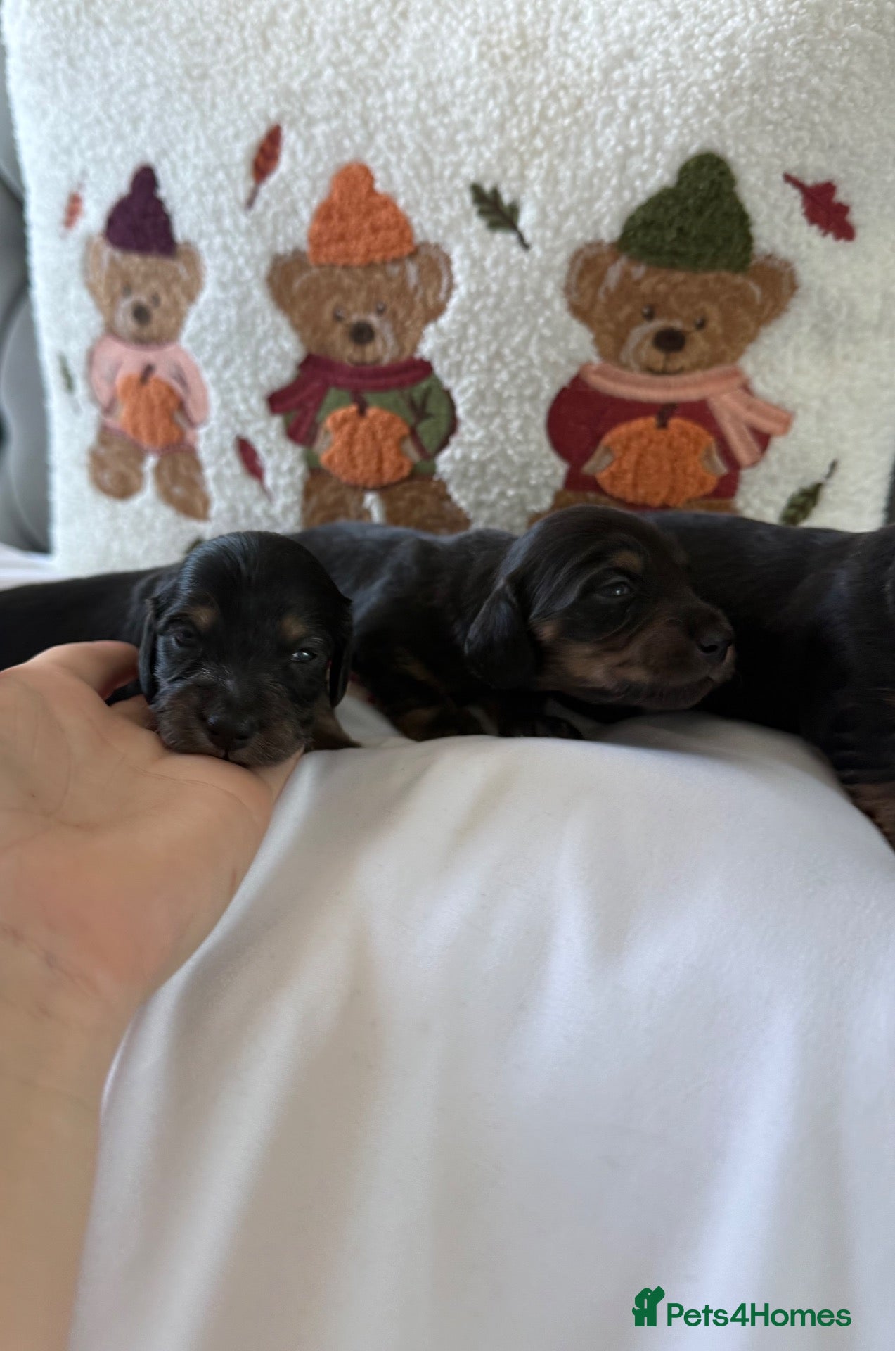 Miniature Dachshund dogs for sale: Long haired miniature dachshund  - Advert 9