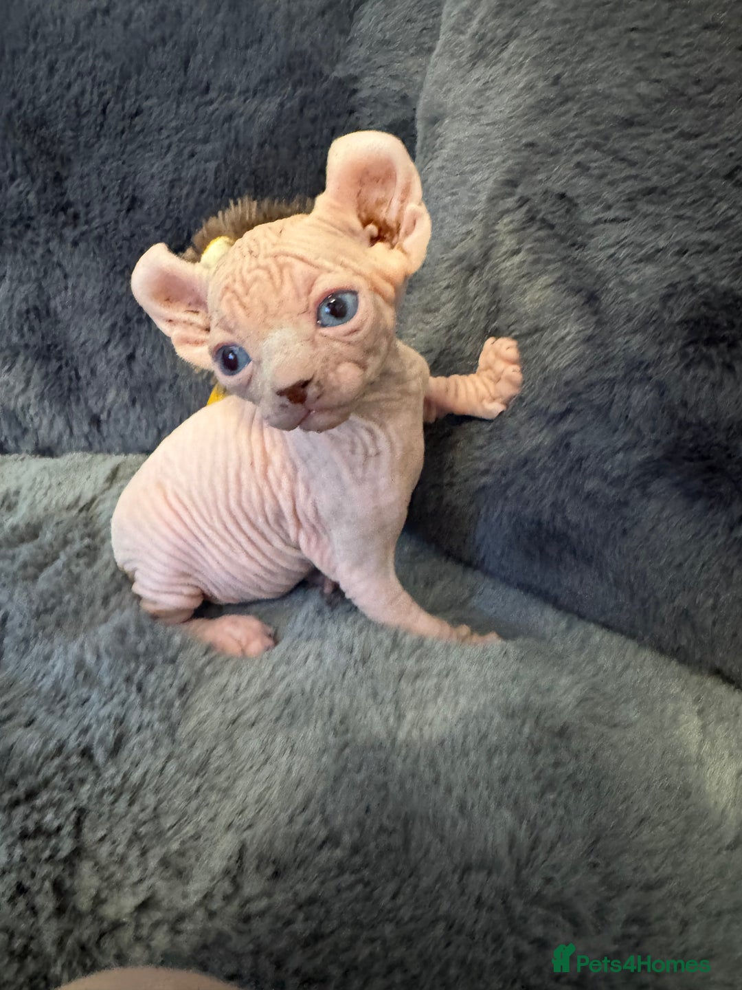 Sphynx cats for sale:  🔥Sphynx and Elf kittens 🔥 - Advert 15