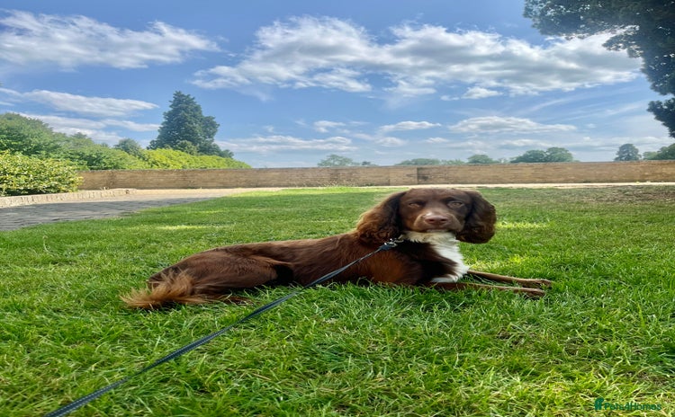 Cocker Spaniel dogs - Advert 9