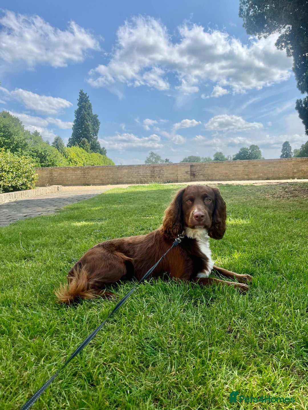 Cocker Spaniel dogs for stud: Working cocker spaniel available for stud  - Image 1