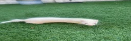 Ferret rodents for sale: Micro ferret kits - Advert 11