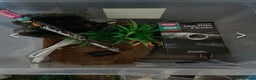Gecko reptiles for sale: Breeding pair of African Fat Tailed Geckos  - Advert 14