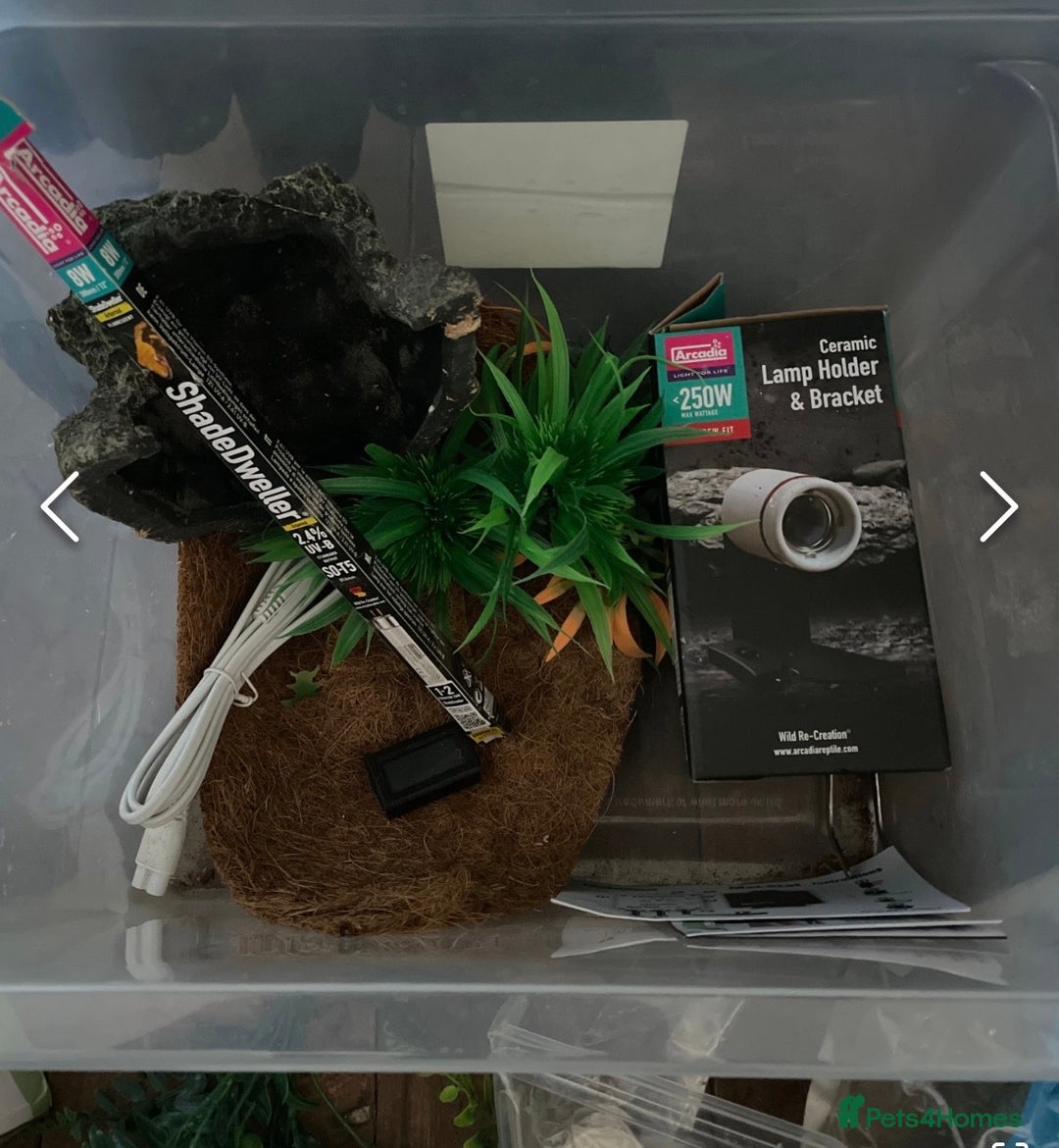 Gecko reptiles for sale: Breeding pair of African Fat Tailed Geckos  - Advert 14