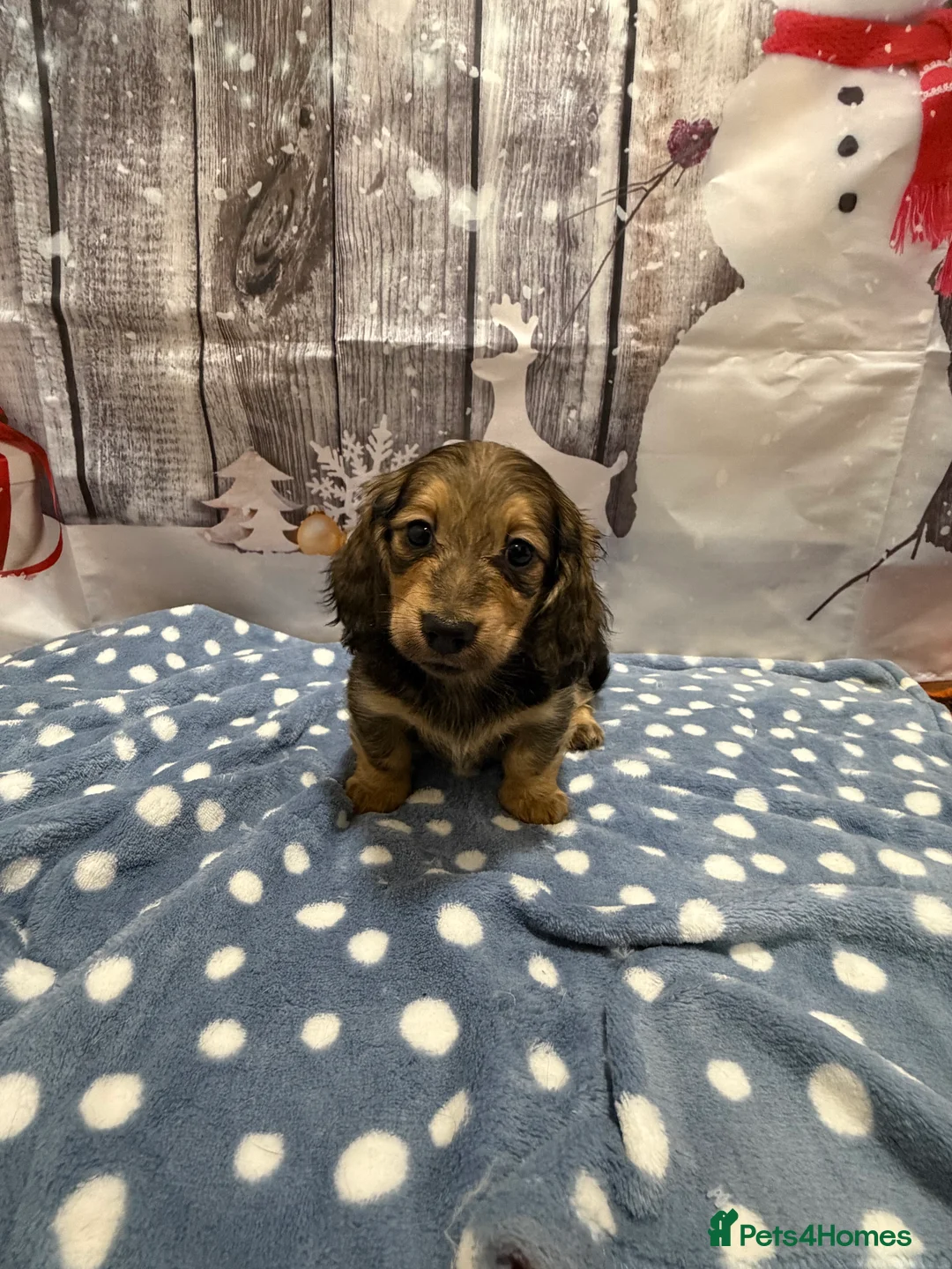 Miniature Dachshund dogs for stud: Quality mini long hair dachshund  - Advert 15