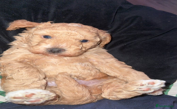 Miniature Poodle dogs MALE KC registered Miniature Poodle puppy - Advert 3