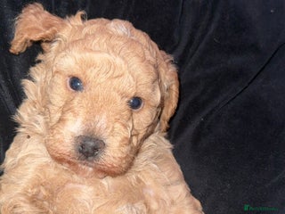 Miniature Poodle dogs MALE KC registered Miniature Poodle puppy - Advert 6